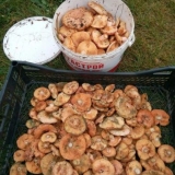 Kako pržiti pečurke u tiganju: sa lukom, u brašnu, pavlaci, kraljev...